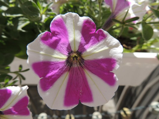 striped petunias