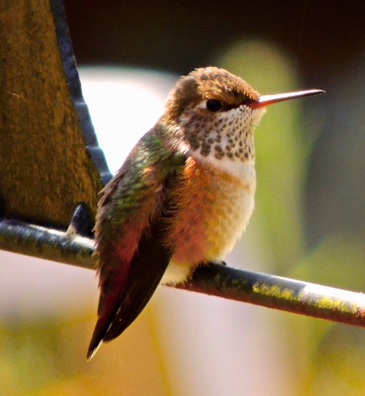 hummingbird profile