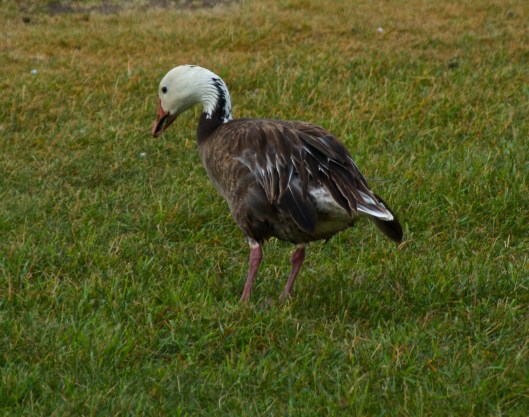 I have so many pictures of the geese in Wascana Park so I wasn't too interested in taking more until I saw this white-headed goose.   