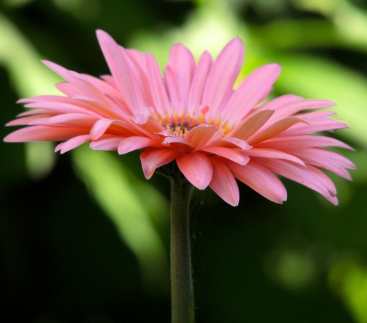 coral gerbera daisy