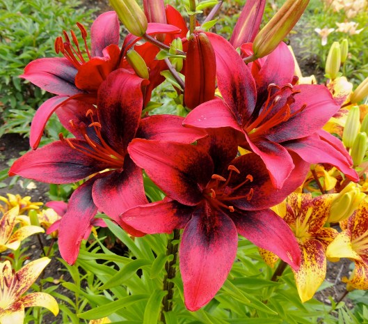 lilies in Rotary Park 2