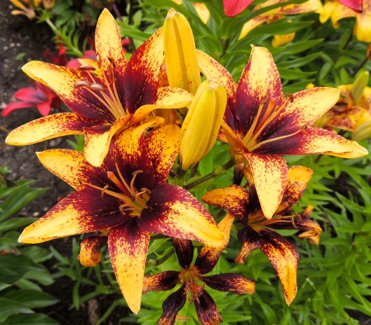 lilies in Rotary Park