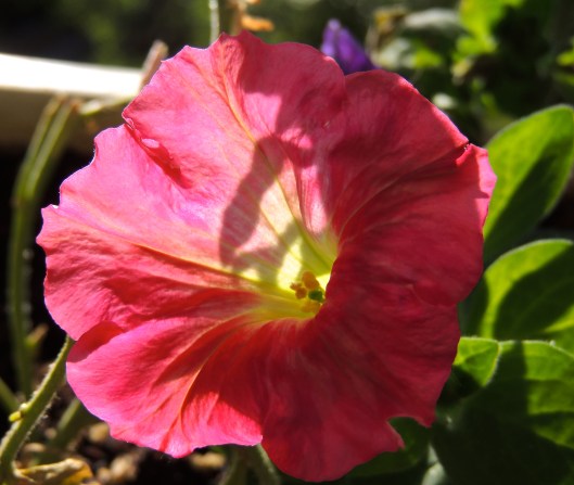 pretty petunia 2