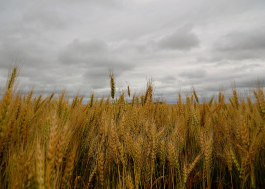 saskatchewan wheat field against a grey sky