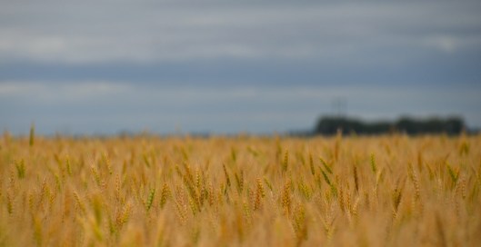saskatchewan wheat field against a grey sky3