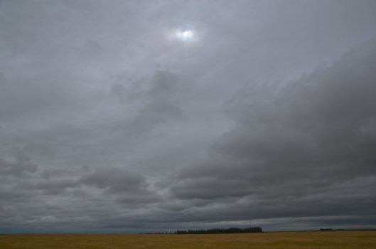 saskatchewan wheat field against a grey sky5