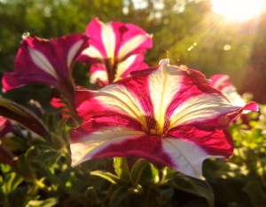striped petunias