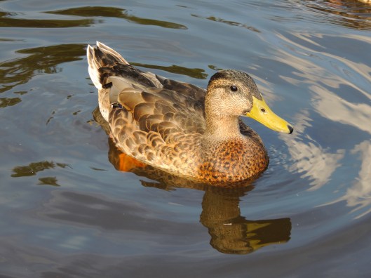 Wascana Waterfowl Park 1