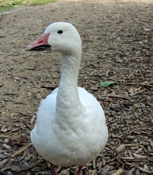 Wascana Waterfowl Park 2