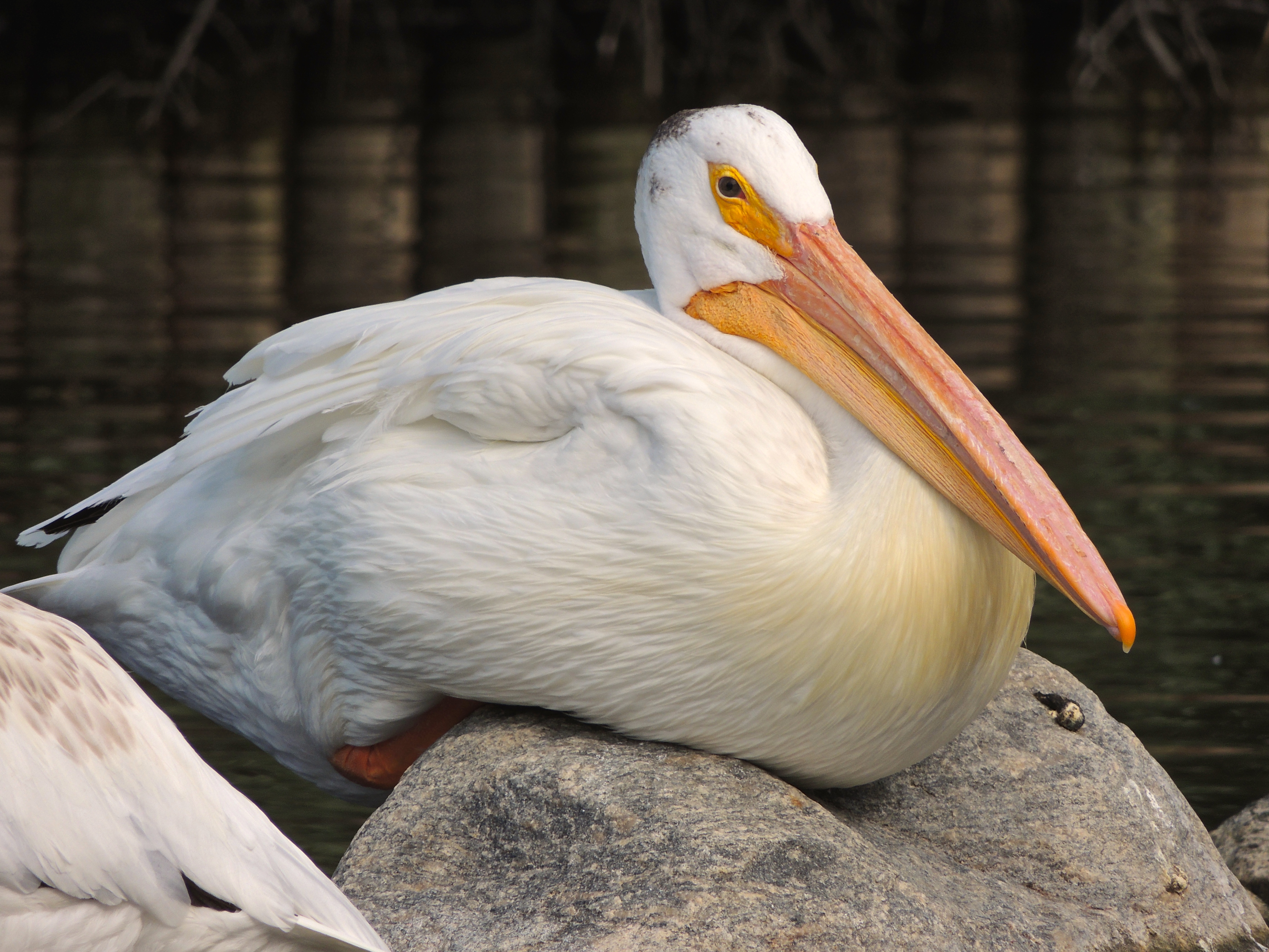 Wascana Waterfowl Park 3