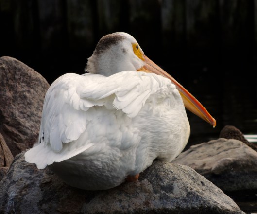 Wascana Waterfowl Park 5