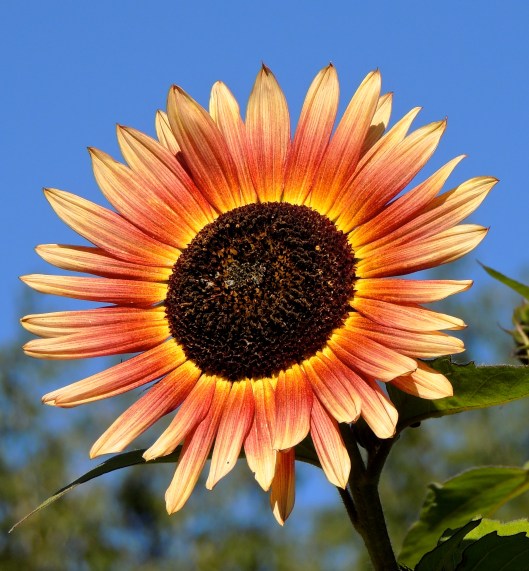 central park sunflower 2