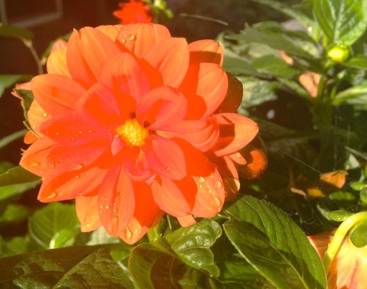 dahlia in bright saturday morning sunshine