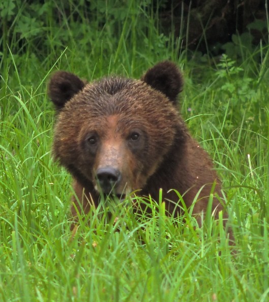 Great Bear Rainforest 1