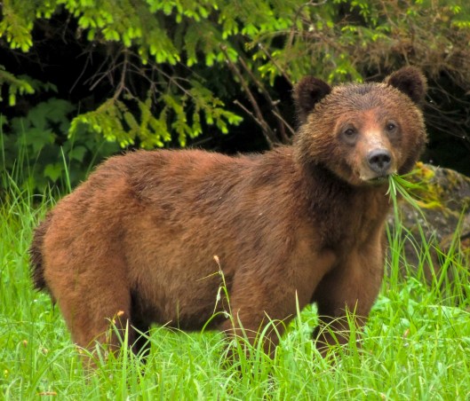 Great Bear Rainforest 2