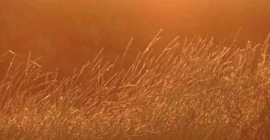 mid July Sunrise on the prairies 3