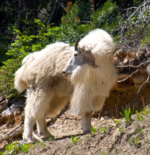 mountain goat near Field, BC 2