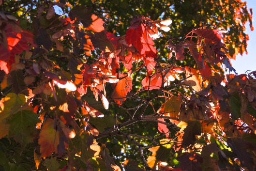 I'll have to keep an eye on my maple tree (yes I've claimed it as mine, but if you want to know where it is, I'll tell you!)...just a few branches have started to turn so far.