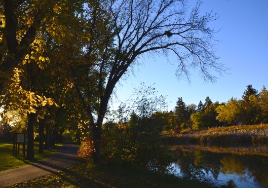 a Thanksgiving day walk in the park 2