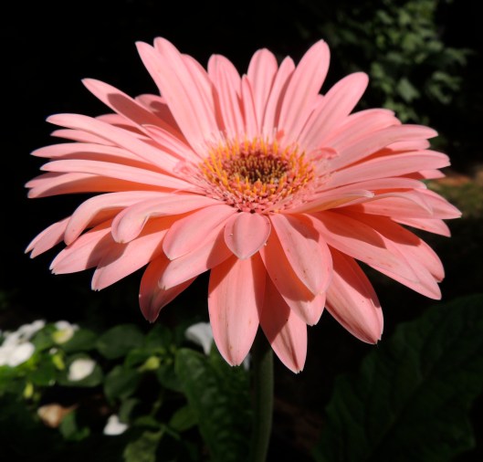 gerbera in July 2