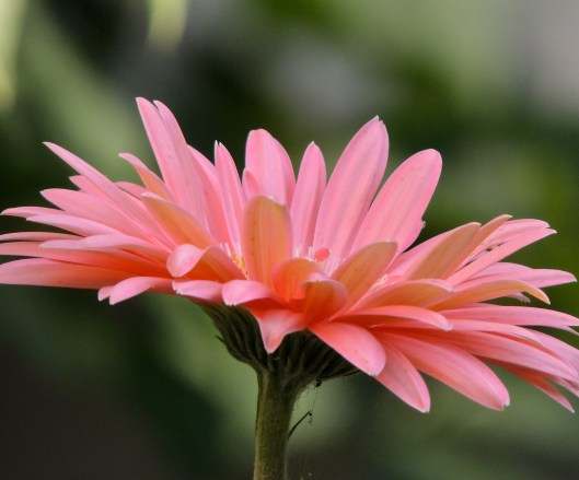 gerbera in July 3