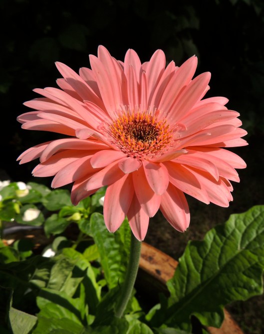 gerbera in July