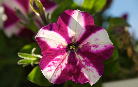 petunias in October 2