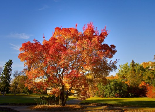 Favourite maple tree in Wascana Park 2014