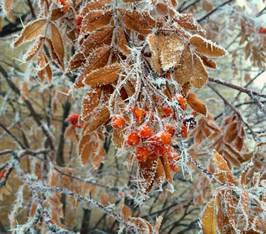 in front of Knox Met