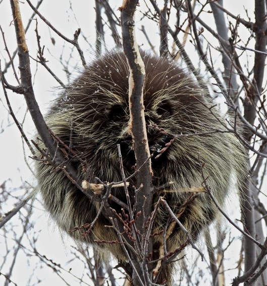 sleeping porcupine 1
