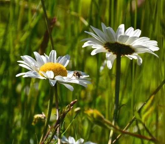 two daisies