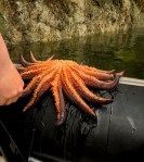 Great Bear Rainforest Seastar