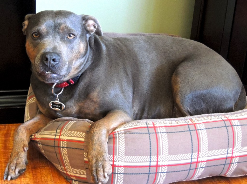Abilene snaggle-tooth grin