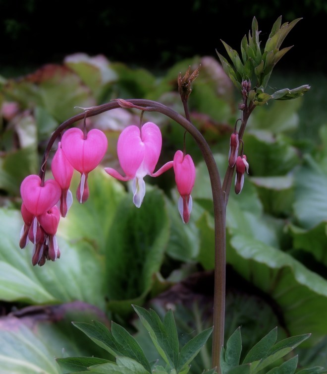 bleeding hearts 1