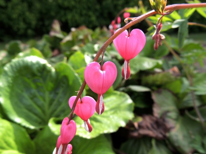 bleeding hearts 3