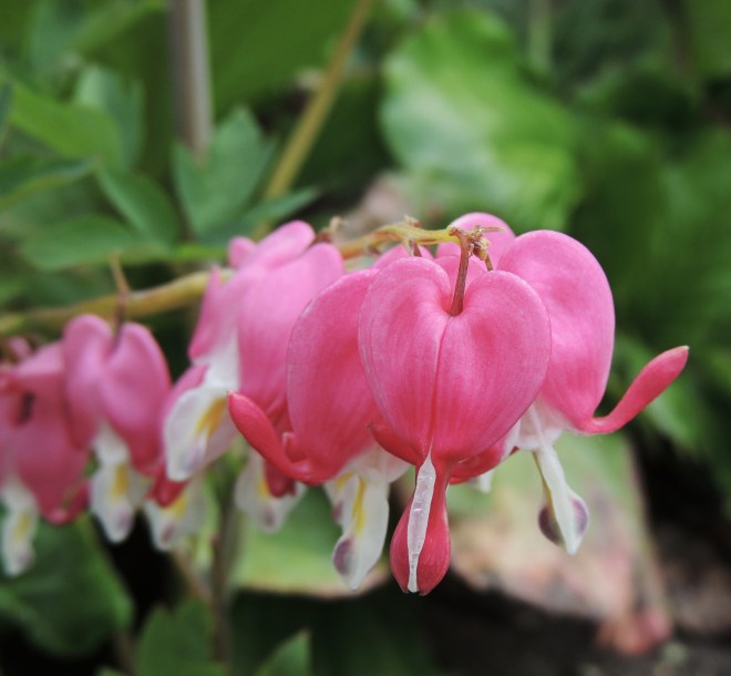 bleeding hearts
