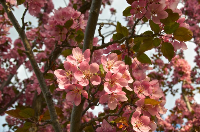 Cherry Blossoms May 2015 2
