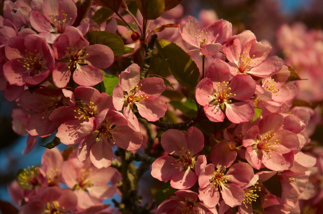 Cherry Blossoms May 2015 3