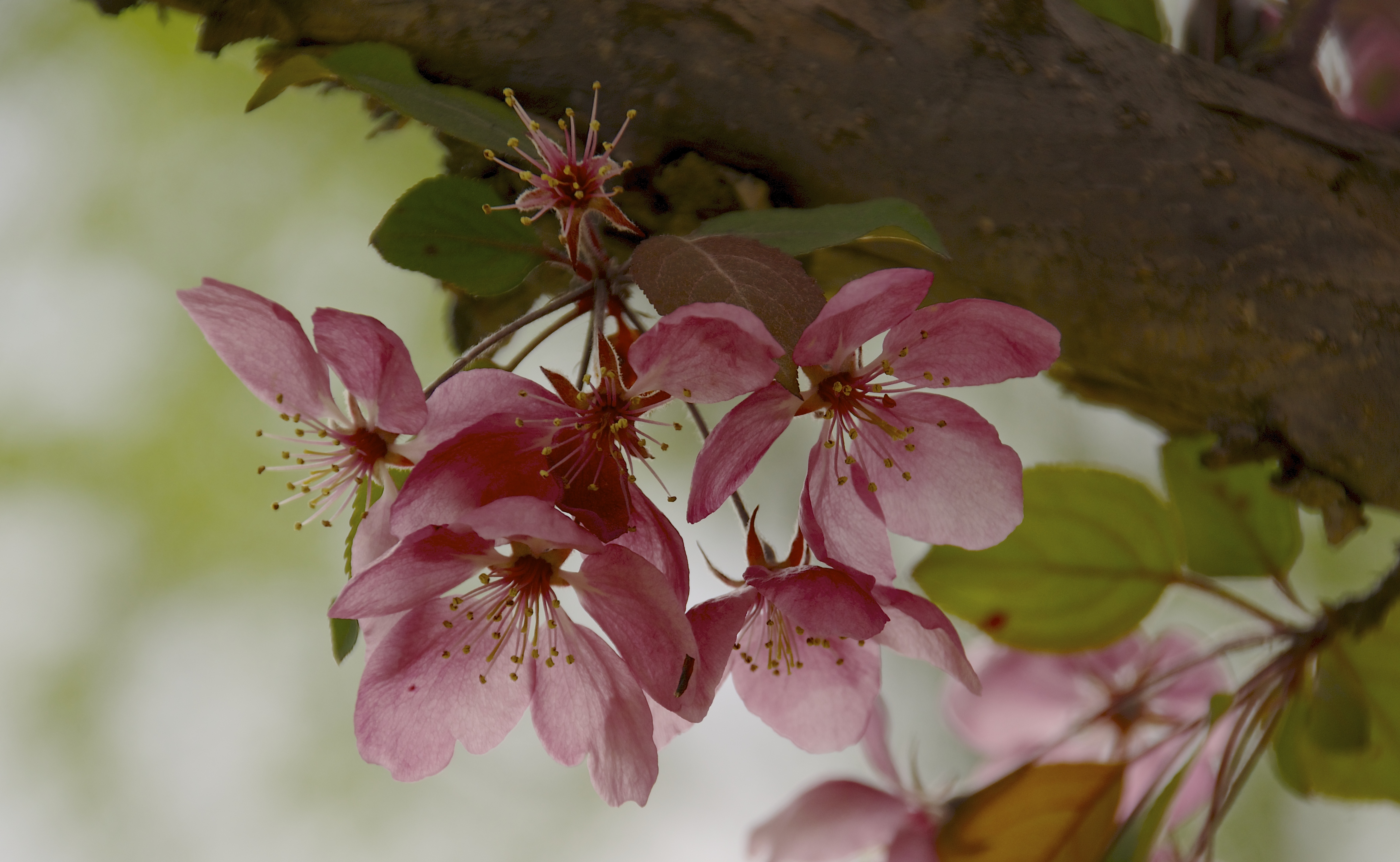 Cherry Blossoms May 2015