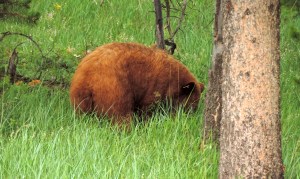 bear near Lake Annette