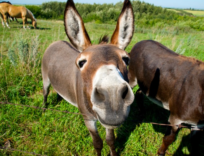 donkey posing