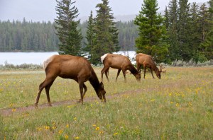 Elk at Lake Annette 2