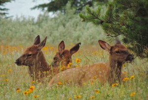 Elk at Lake Annette