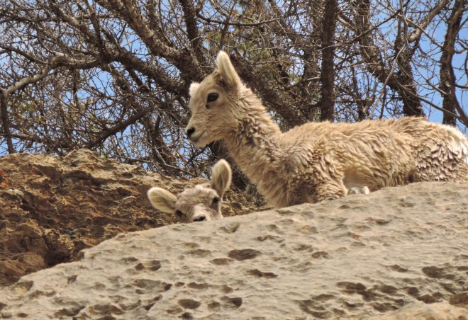 Hey! Mountain Goat Kids JasperJPG