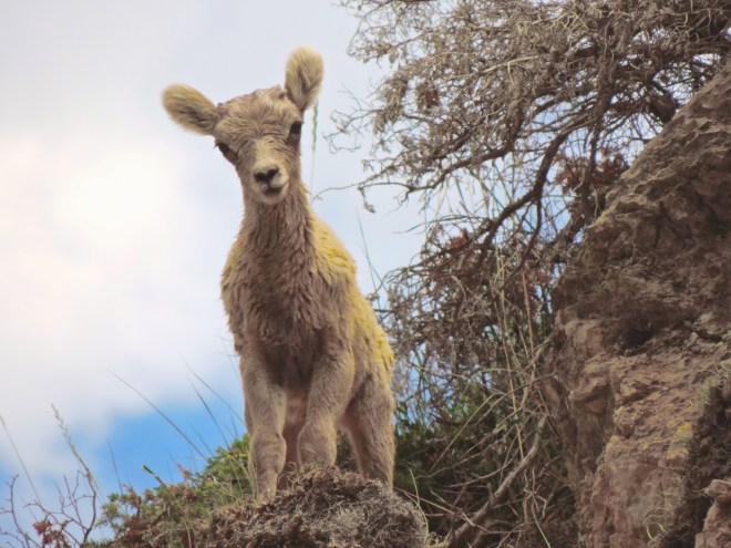 Mountain Goat Kid Jasper