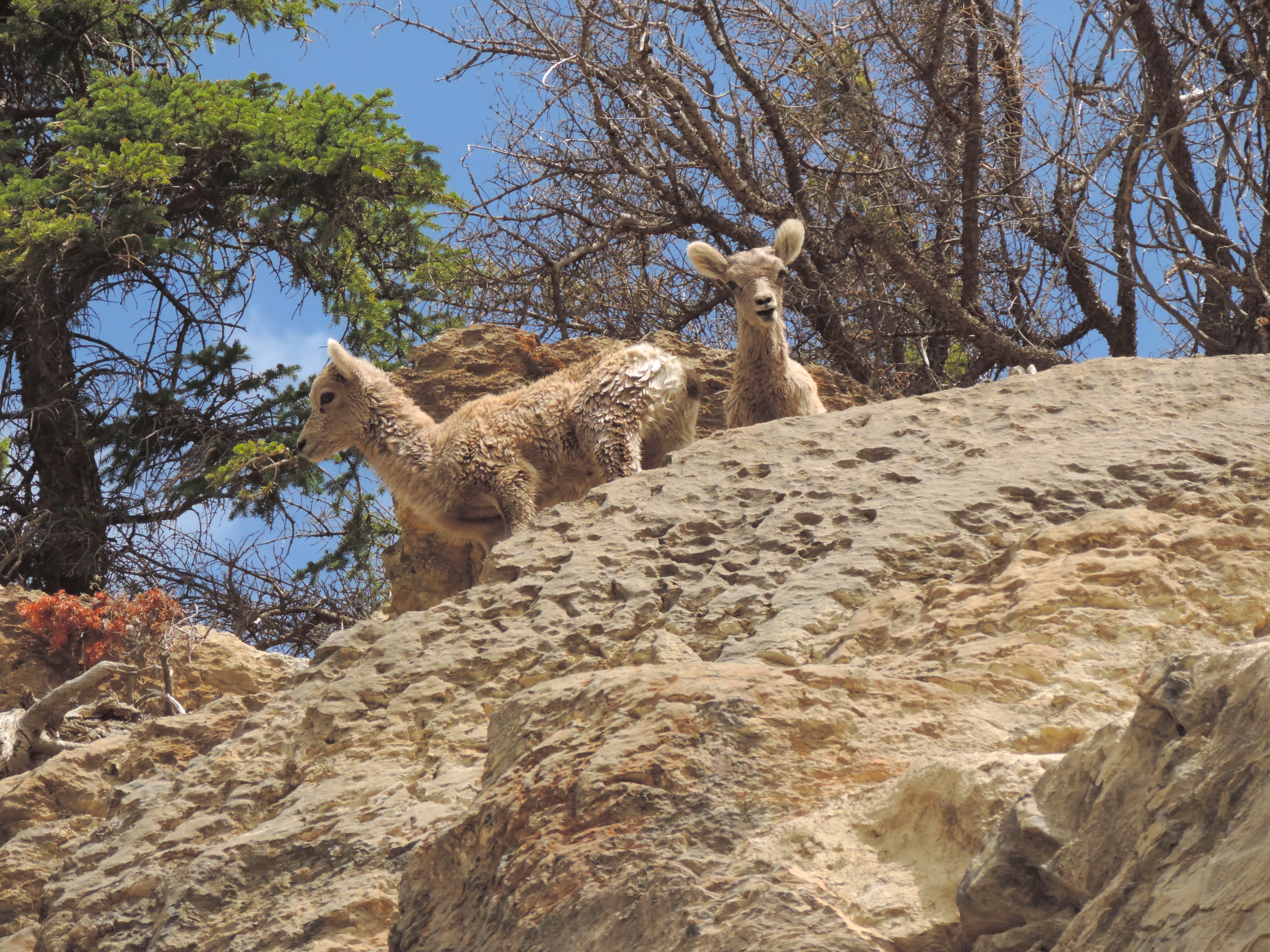 Mountain goat kids Jasper
