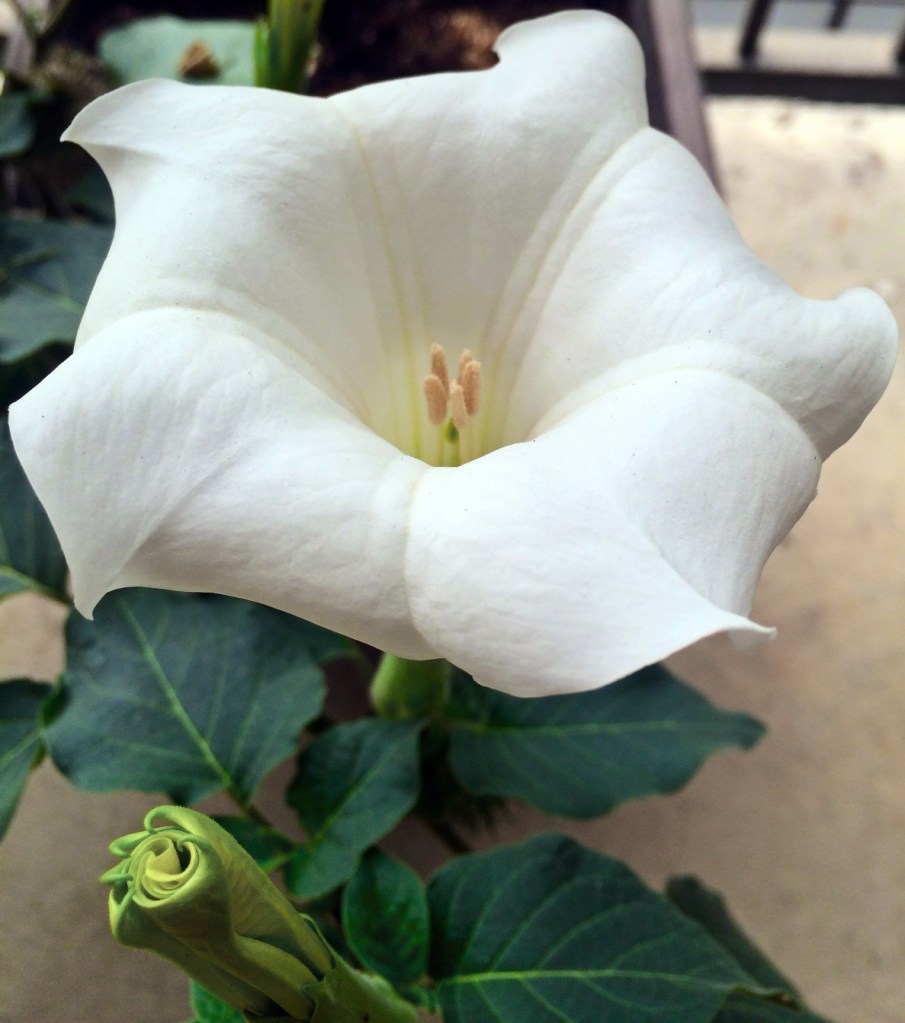 angel's trumpet