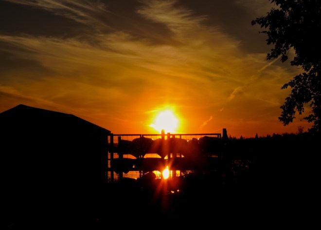 Elk Island National Park, near Edmonton, where the park is full of bison, not elk!