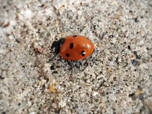 ladybug break