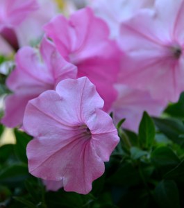 more pretty pink petunias